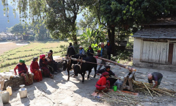 म्याग्दीमा १०० वर्ष पुरानो कोल: १० लिटर उखुको रस पेलेको १०० रुपैयाँ शुल्क