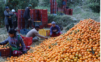 म्याग्दीमा सुन्तला उत्पादनको क्षेत्रफल र मूल्य बढ्यो, उत्पादकत्व  घट्यो