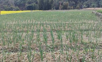 कास्कीको रुपा गाउँपालिकाले १ लाख ७५ हजार किलो लसुन उत्पादन गर्ने