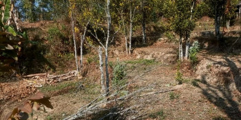 भोजपुरमा सुक्न थाले सुन्तलाका बोट, किसानको जीविकोपार्जनमै संकट