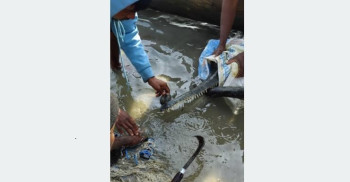मुखमा जाल अड्किएको गोहीको नारायणी नदीबाट उद्धार