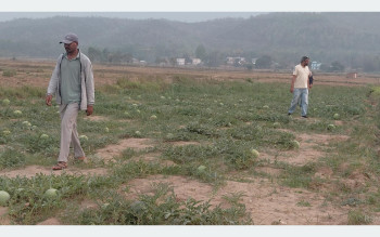 तरबुजा खेती गरेर आत्मनिर्भर बन्दै दङ्गीशरणका युवा