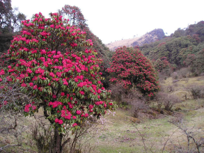 लालिगुँरासको केन्द्र तिनजुरेमा ‘राष्ट्रिय लालिगुँरास पार्क’, ३ जिल्ला समेटिने