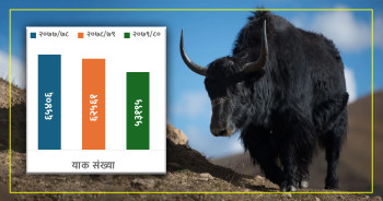 नेपालमा घट्दै याक, नाक र चौँरीको संख्या, संकटमा हिमाली जीवन र संस्कृति