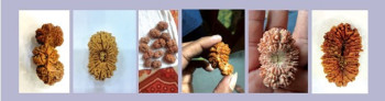 रुद्राक्ष मालाः खादाको उपयुक्त विकल्प
