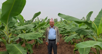 शिक्षण पेसा छाडेर व्यावसायिक केराखेतीमा शिक्षक घिमिरे, वार्षिक १० लाख आम्दानी