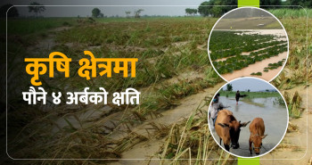 तीन दिनको वर्षाले कृषि क्षेत्रमा पौने चार अर्बको क्षति