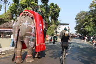 सौराहामा हात्ती महोत्सव: आज हात्ती पूजा र वनभोज