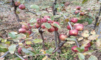 घुन्सा र फलेटारमा स्याउ फल्यो, व्यावसायिक खेतीमा नयाँ सम्भावना