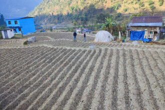 साढे ३ करोड रुपैयाँको बिउ वितरणले आलु खेतीमा आकर्षण बढ्यो