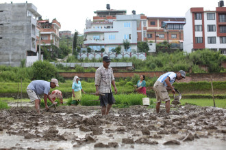 धानको बीउमा नेपाल आत्मनिर्भरउन्मुखः ६ करोड किलो बीउ स्वदेशकै उत्पादन