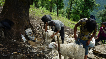 खेर जाँदै भेडाको ऊन, बिक्री नहुँदा जंगलमै फाल्नुपर्ने बाध्यतामा किसान 