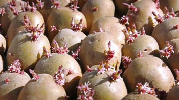 व्यासको चिस्यान केन्द्रमा बीउ आलु भण्डारण निःशुल्क