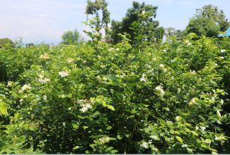 फूलखेतीबाट आत्मनिर्भर बन्दै चितवनका शुलभ