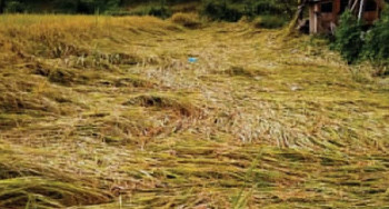 बेमौसमी वर्षाले गुल्मीमा ११ प्रतिशत धान नष्ट