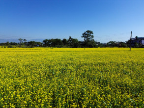 तोरीले पहेँलपुर चितवन (तस्बिरहरु)