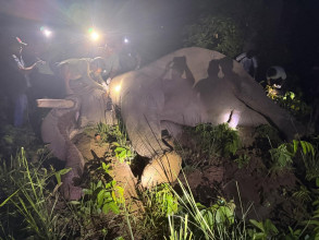 २५ जनाको ज्यानमारा ‘ध्रुवे हात्ती’लाई ‘रेडियो कलर’ जडान र दाह्रा काटेर छाडियो