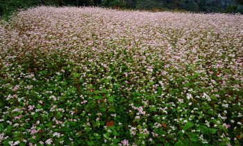 आयातित खानेकुराले रैथाने बाली फापर खेती घट्यो