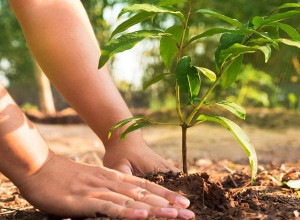 २० वर्षे सगरमाथा वृक्षरोपण महाअभियान घोषणा