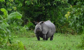 गैँडाको आक्रमणबाट वृद्धको मृत्यु