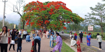 ढकमक्क फुलेका गुलमोहरमा लोभिए पर्यटक
