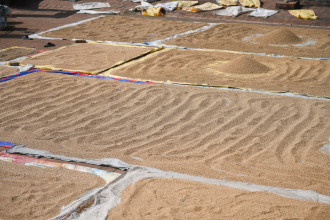 कीर्तिपुरका किसानलाई धान सुकाउने चटारो (तस्बिरहरू)