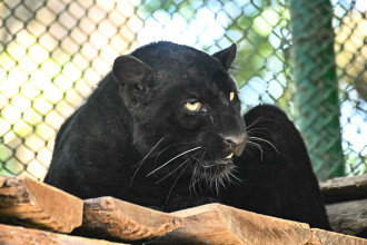 जावलाखेल चिडियाखानामा राखिएकाे कालो चितुवा (तस्बिरहरु)