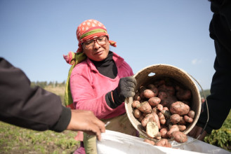आलु भित्राउन व्यस्त पनौतीका किसान (तस्बिरहरु)
