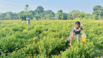 विदेश छोडेर गाउँ फर्किएका महतोकाे फूलखेतीबाट वार्षिक २५ लाख आम्दानी