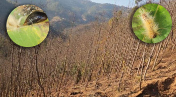 दैलेखका साल वन पात झरेर उजाड, वन अनुसन्धान केन्द्रले गर्‍यो अध्ययन