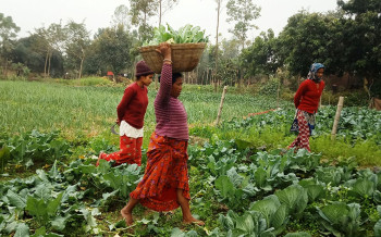 कञ्चनपुरमा १० थरी तरकारीकाे परीक्षण, उपभोग गर्नै नहुने मात्रामा भेटियो विषादी