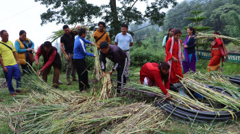 तलब खर्च गरेर नगर उपप्रमुखले निः शुल्क बाँडे घाँसका बिरुवा