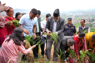 कोदो रोप्न ताथली पुगे कृषिमन्त्री अधिकारी (शब्द/तस्बिरसहित)