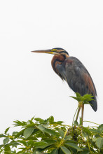 नेपालको पहिलो रामसार क्षेत्र कोसी टप्पु, चराचुरुंगीले लोभ्याउँछ पर्यटक (तस्बिरसहित)