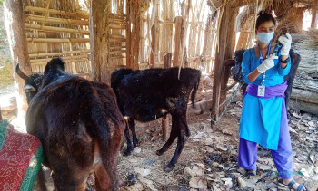 तीन हजार गाईभैँसीलाई लम्पी स्किनविरुद्धको खोप