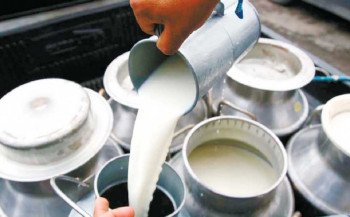 १० हजार किसानलाई दूधमा अनुदान दिँदै भरतपुर महानगर