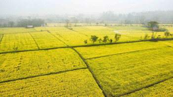 मौसम खुल्दा सौराहाका खेतबारी पहेँलै (तस्बिरहरु)