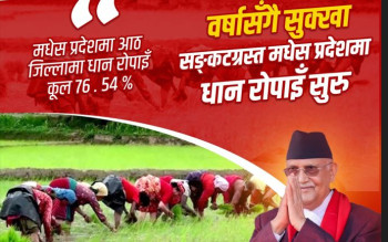 वर्षासँगै तराईमा धान रोपाइँ तीव्र, प्रधानमन्त्रीले साटे खुसी