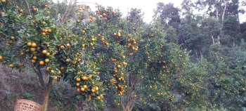 स्याङ्जामा १ अर्ब ३२ करोडको सुन्तला उत्पादन, बगैंचाबाटै प्रतिकेजी ५७ रुपैयाँमा बिक्री