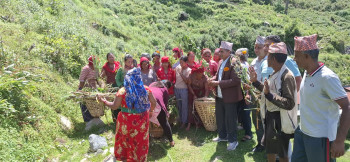 झाडी फाँडेर घाँस खेती, घरघरमै बाख्रापालनले सुखी दिन फर्काउँदै बाटुलीहरू