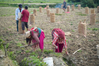 पाँचखालका किसान आलु भित्र्याउने चटारोमा, मूल्य नपाउँदा निरास (तस्बिरहरू)