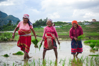 खोकना र बुङ्‍मतीमा रोपाइँको रौनक (तस्बिरसहित)