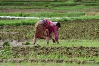 पर्याप्त वर्षा नहुँदा रोपाइँ हुन सकेन