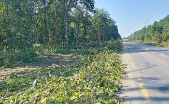 पूर्व–पश्चिम राजमार्ग विस्तार, महोत्तरीमा ६ हजार रुख काटिँदै