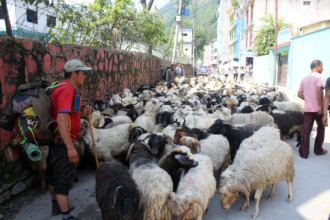 दसैँमा मुस्ताङबाट १५ हजार भेडाच्यांग्रा निकासी हुने