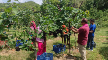 बाँझो जमिनमा व्यावसायिक अंगुर खेती