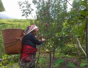 तिप्लिङमा स्याउ लटरम्मै, बजार अभावले बारीमै थन्कियो