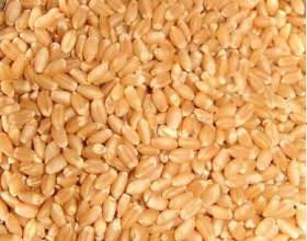 पोखराका किसानलाई अनुदानमा आलु, गहुँ र तोरीको बीउ वितरण