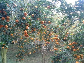 भीरकोटको ७ नम्बर वडाले बेच्यो १० करोडको सुन्तला, बिक्रेता किसानले ३५ लाखसम्म कमाए