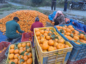 म्याग्दीको राखुगाउँबाटै बेचियो डेढ करोडको सुन्तला